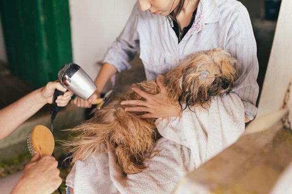 The Best Tips for Administering Oral Medication to a Skittish Pet?
